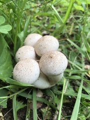 Lycoperdon pratense