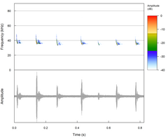 Eptesicus hottentotus