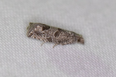 Pelochrista consobrinana