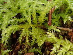 Sciuro-hypnum starkei