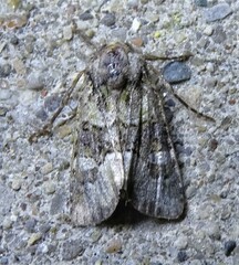 Lacinipolia olivacea