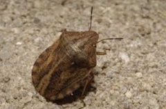 Eurygaster testudinaria