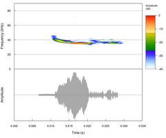 Eptesicus hottentotus
