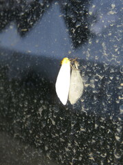 Chrysoecia thoracica