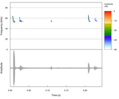 Miniopterus natalensis