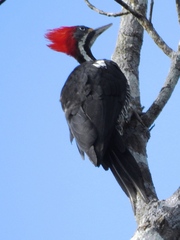Dryocopus lineatus