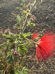 Calliandra