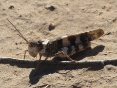 Trimerotropini