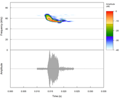 Miniopterus natalensis