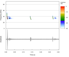Eptesicus hottentotus