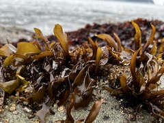 Mazzaella laminarioides