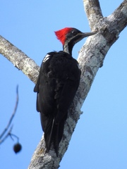 Dryocopus lineatus
