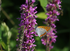 Lycaena dispar