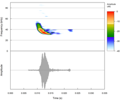 Eptesicus hottentotus