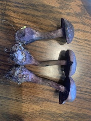 Cortinarius violaceus