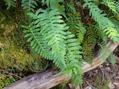 Polypodium appalachianum