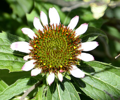 Callilepis laureola