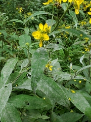 Golovinomyces cichoracearum