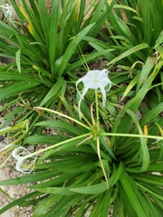 Hymenocallis liriosme
