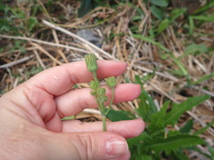 Sonchus arvensis arvensis