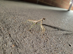 Mantidae