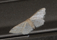 Idaea fuscovenosa