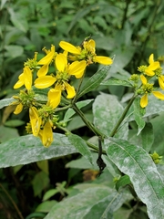 Golovinomyces cichoracearum