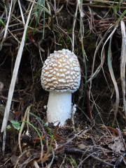 Amanita pantherina