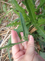 Sonchus arvensis arvensis