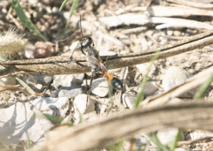 Ammophila