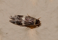 Oegoconia deauratella