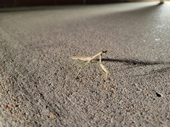 Mantidae