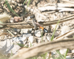 Ammophila