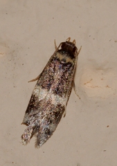 Oegoconia deauratella