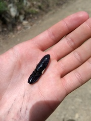 Chalcolepidius apacheanus