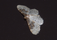 Idaea rusticata