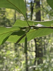 Alnus serrulata
