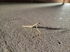 Mantidae