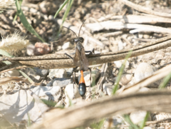 Ammophila