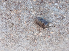 Rhaphigaster nebulosa