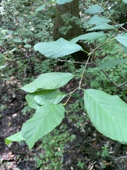 Alnus serrulata