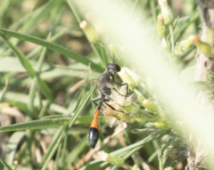 Ammophila