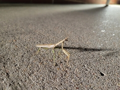 Mantidae