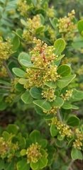 Searsia lucida