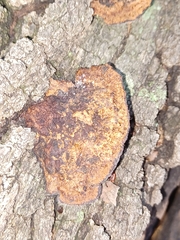 Fuscoporia