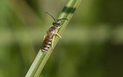 Halictus