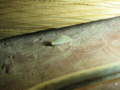 Chrysoecia thoracica
