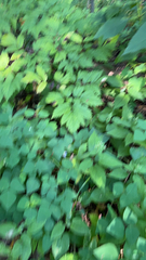 Amphicarpaea bracteata