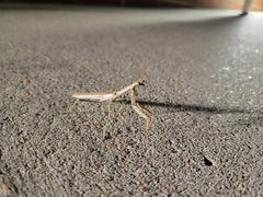 Mantidae