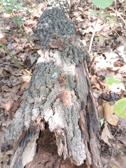 Fuscoporia
